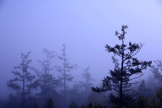 林中雾