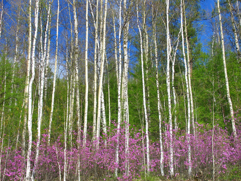 杜鹃花白桦林