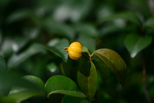 红果仔