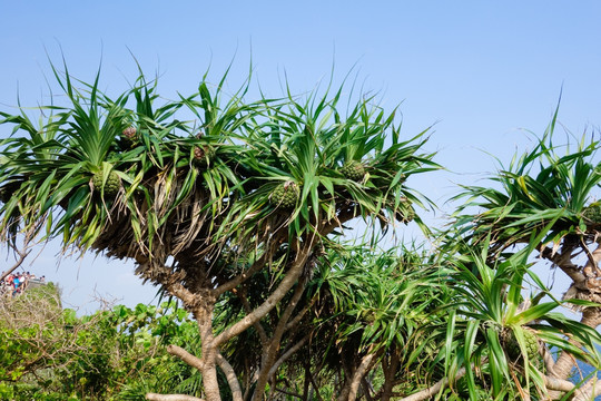 野菠萝树