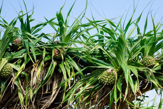 野菠萝树