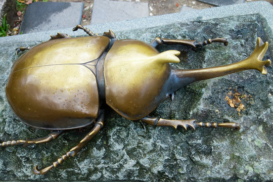 金龟子