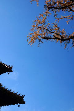 岱庙秋色