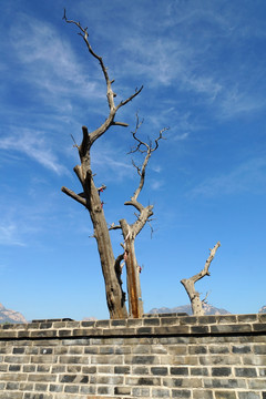 古城墙 枯树