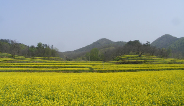 油菜花