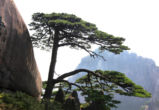 黄山迎客松