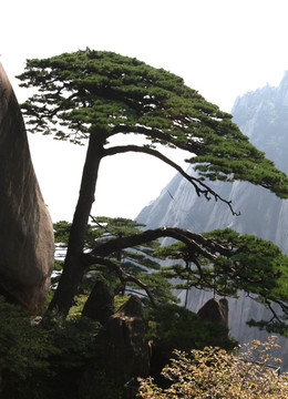 黄山迎客松