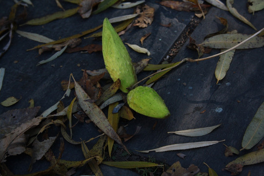 野草果实