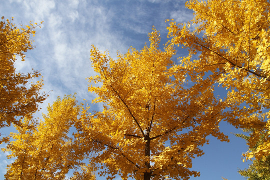 银杏树林的深秋