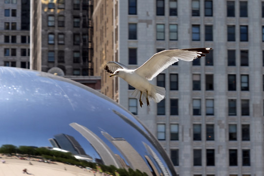芝加哥豆豆上的海鸥