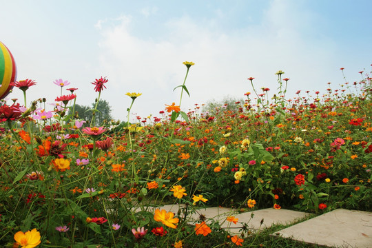 格桑花 花卉