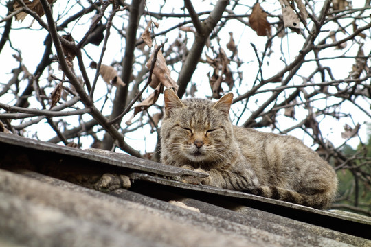 房顶上睡觉的猫