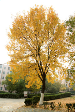 秋天的树 黄叶