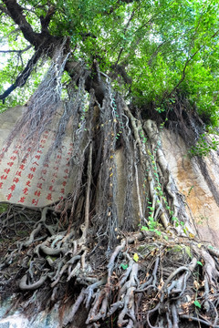 榕树 古树