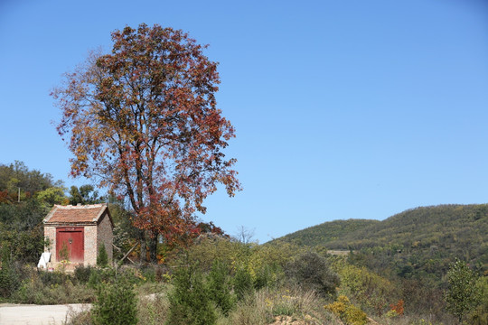 山顶上的红叶树和小庙