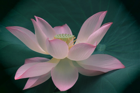荷花
