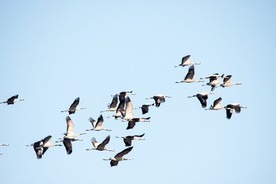 一群飞翔的野生灰鹤