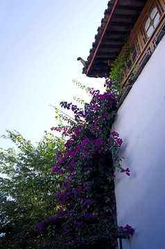 丽江大研古镇古楼和紫色花卉