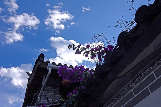 丽江大研古镇古墙头和紫色花卉