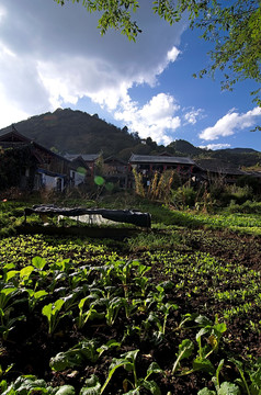 丽江束河古镇民居菜园竖幅全景