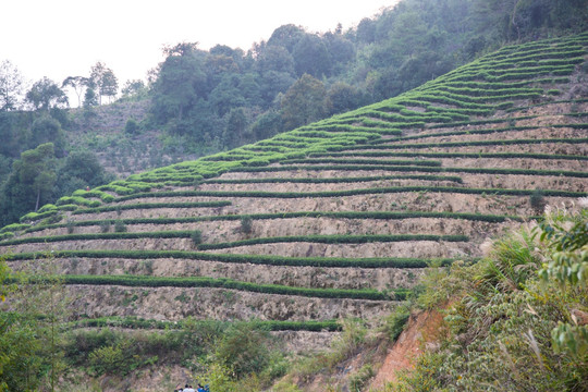 茶园 茶山