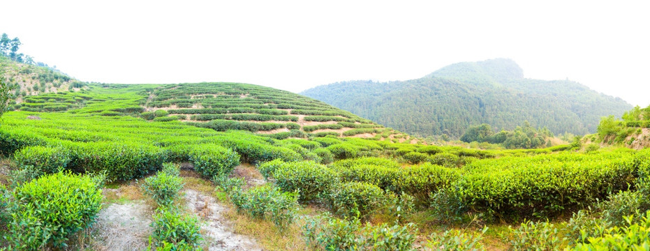 武夷山茶园高清全景图