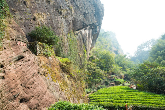 大红袍茶树 大红袍