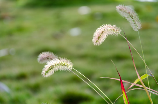 狗尾巴草