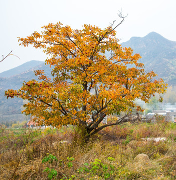 山楂树