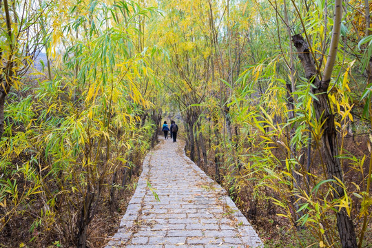 林间小路