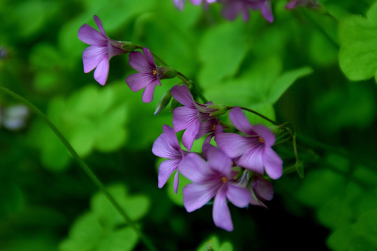 花草