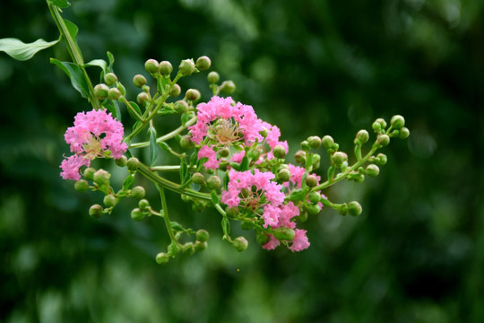 花卉