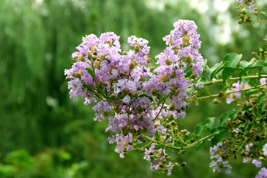 花卉