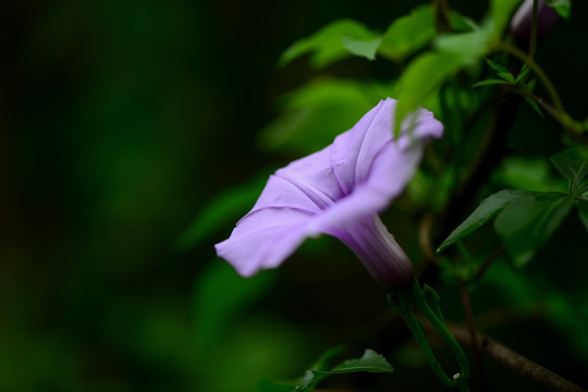 五爪金龙花特写