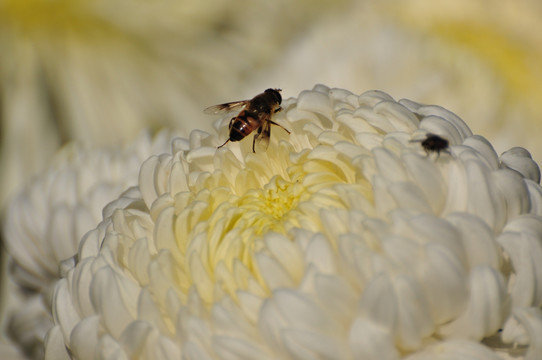 菊花引蜂