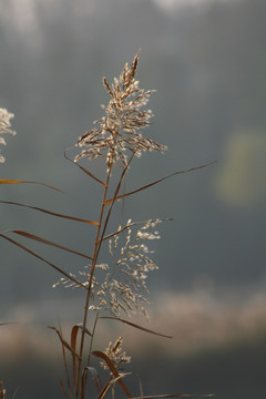 芦苇秋景