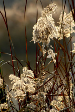 芦花