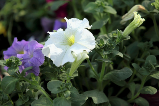 矮牵牛 牵牛花 花 鲜花 野花