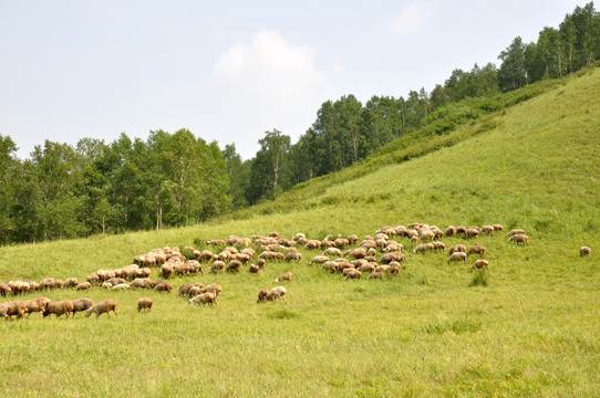 草原上很多的羊群