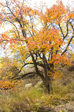 秋天的山楂树