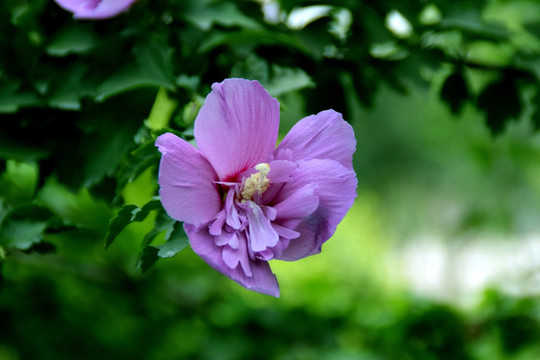 木槿花