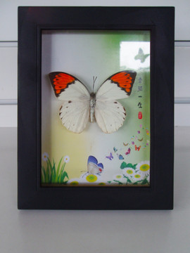 蝴蝶标本艺术画