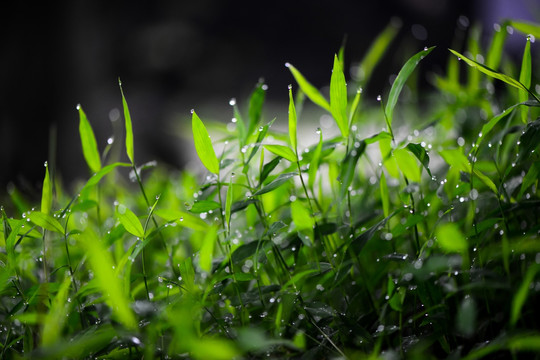 小草和露水