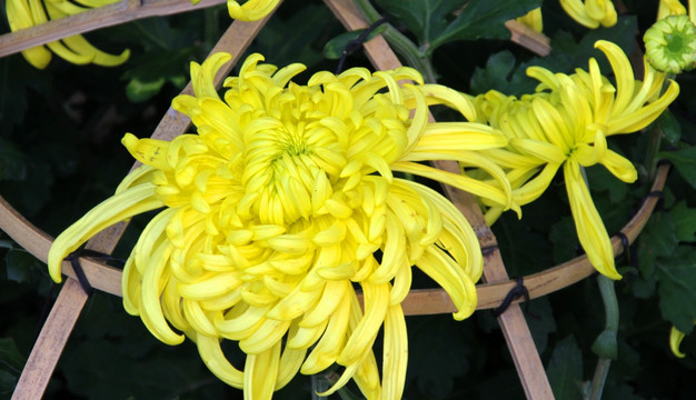 黄色花卉药用观赏植物牡丹菊