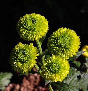 黄绿色花卉植物绣球菊
