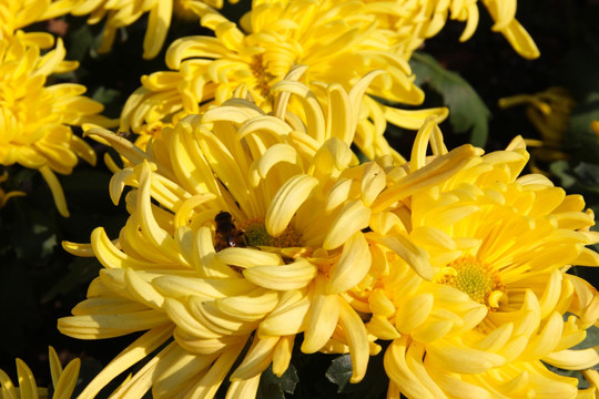 金黄色花卉植物菊花