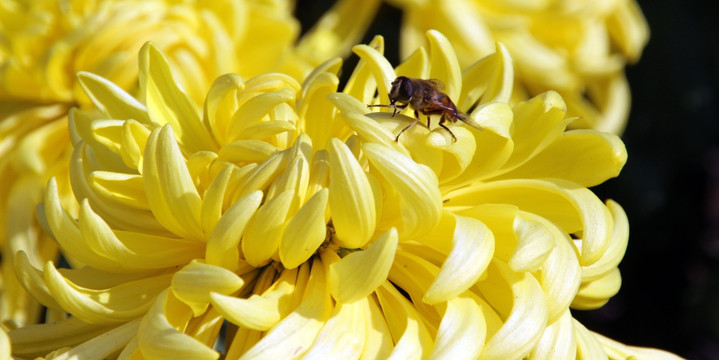 秋色菊花与蜜蜂