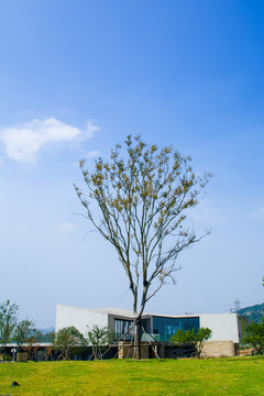大树