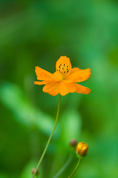 唯美花朵