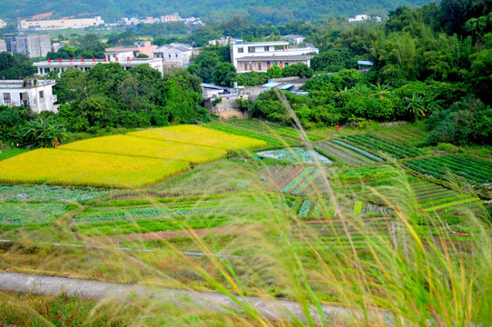 金色田园 秋意正浓 收获季节